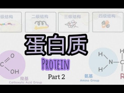 B费：葡萄牙的强凝聚力来源